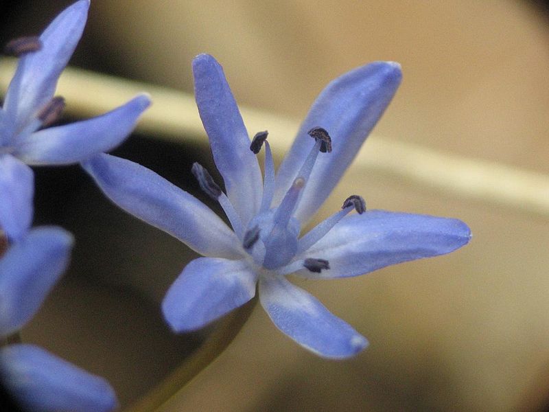 Scilla buekkensis